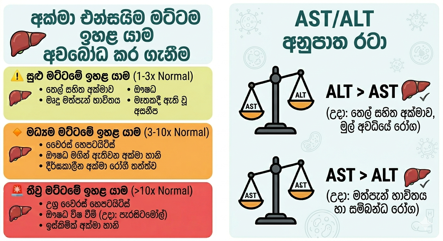 AST ALT ඉහළ යාම සහ liver enzymes විග්‍රහය
