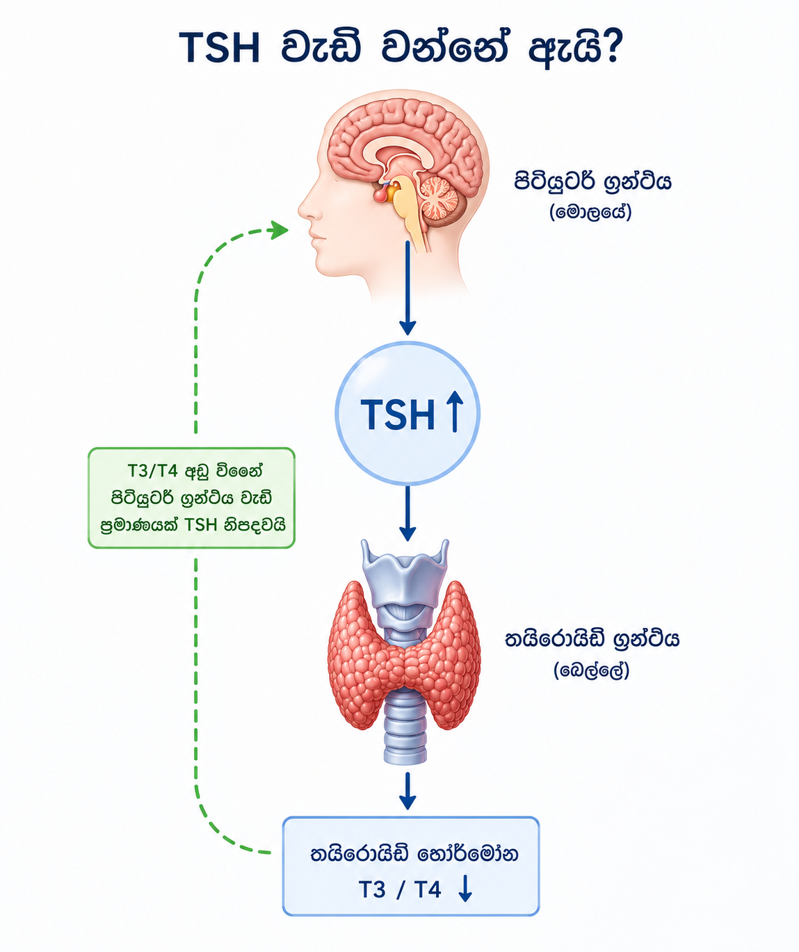 TSH ඉහළ — රූප සටහන