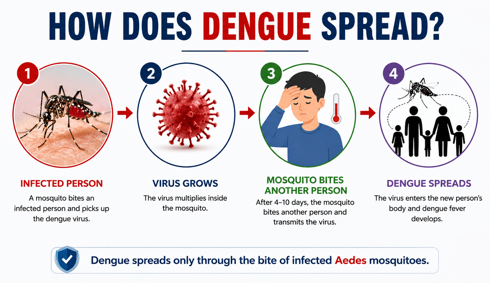 ඩෙංගු පැතිරෙන ආකාරය — Aedes මදුරුවා ආසාදිත කෙනෙකු දෂ්ට කර, තවත් කෙනෙකු දෂ්ට කිරීමෙන් රෝගය පැතිරේ