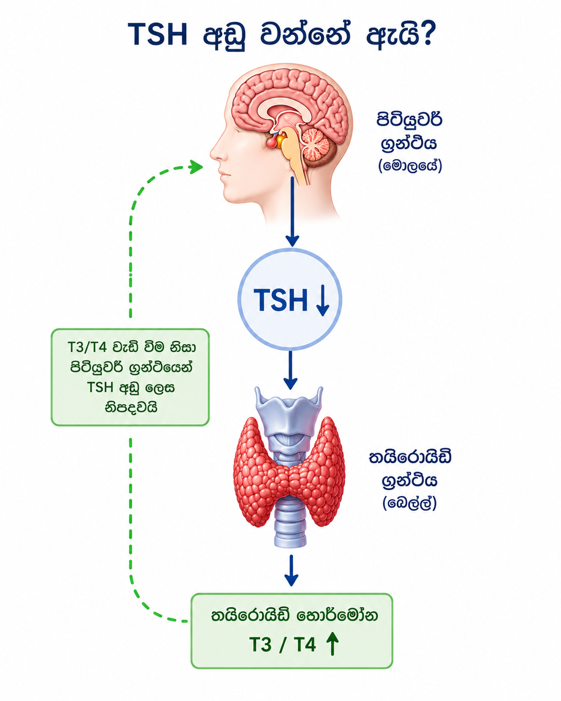 TSH අඩු — රූප සටහන