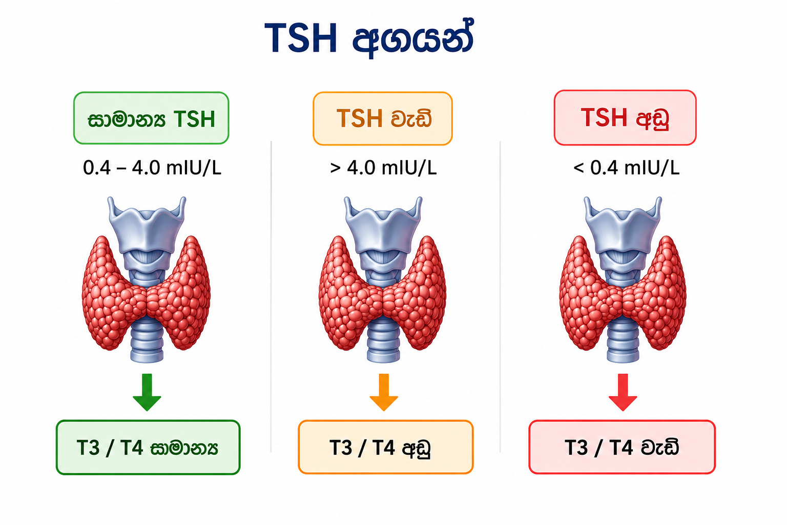 TSH ප්‍රතිඵල — සාමාන්‍ය, වැඩි, අඩු අගයන් රූප සටහන