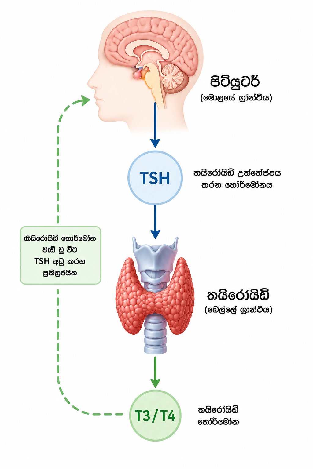 පිටියුටරි-තයිරොයිඩ් ක්‍රමය — TSH රුධිරයේ ක්‍රියාකාරීත්වය