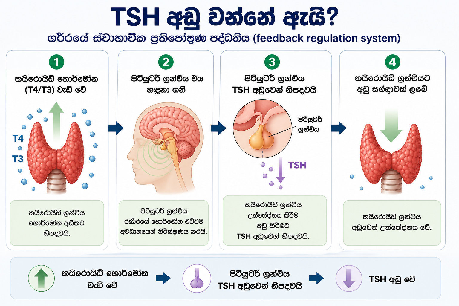 TSH අඩු වන්නේ ඇයි — T4/T3 වැඩිවීම සහ පිටියුටරි ග්‍රන්ථිය TSH නිපදවීම අඩු කිරීමේ ක්‍රියාවලිය