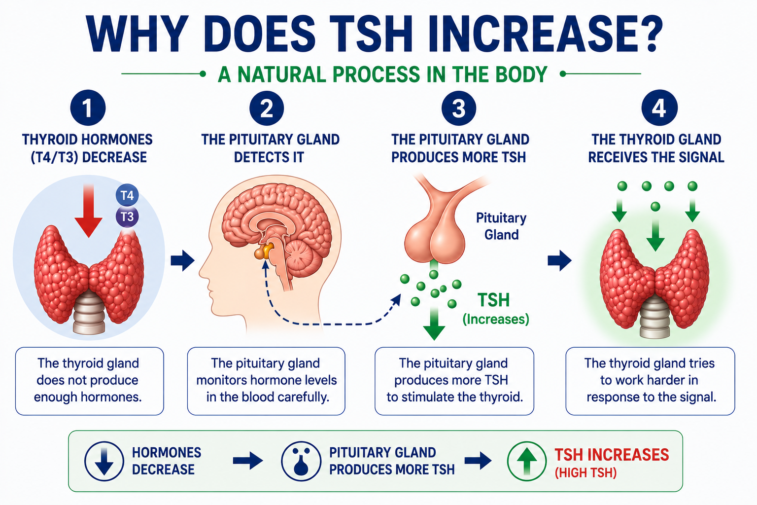 TSH වැඩි වන්නේ ඇයි — පිටියුටරි ග්‍රන්ථිය සහ තයිරොයිඩ් ග්‍රන්ථිය අතර feedback ක්‍රමය